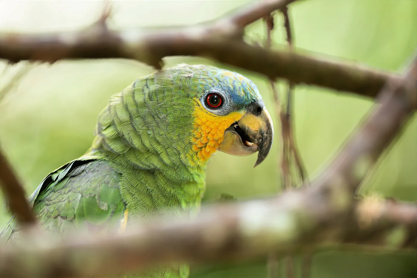 Un perroquet amazone vert, au front bleu et aux joues jaunes, entre les branches.