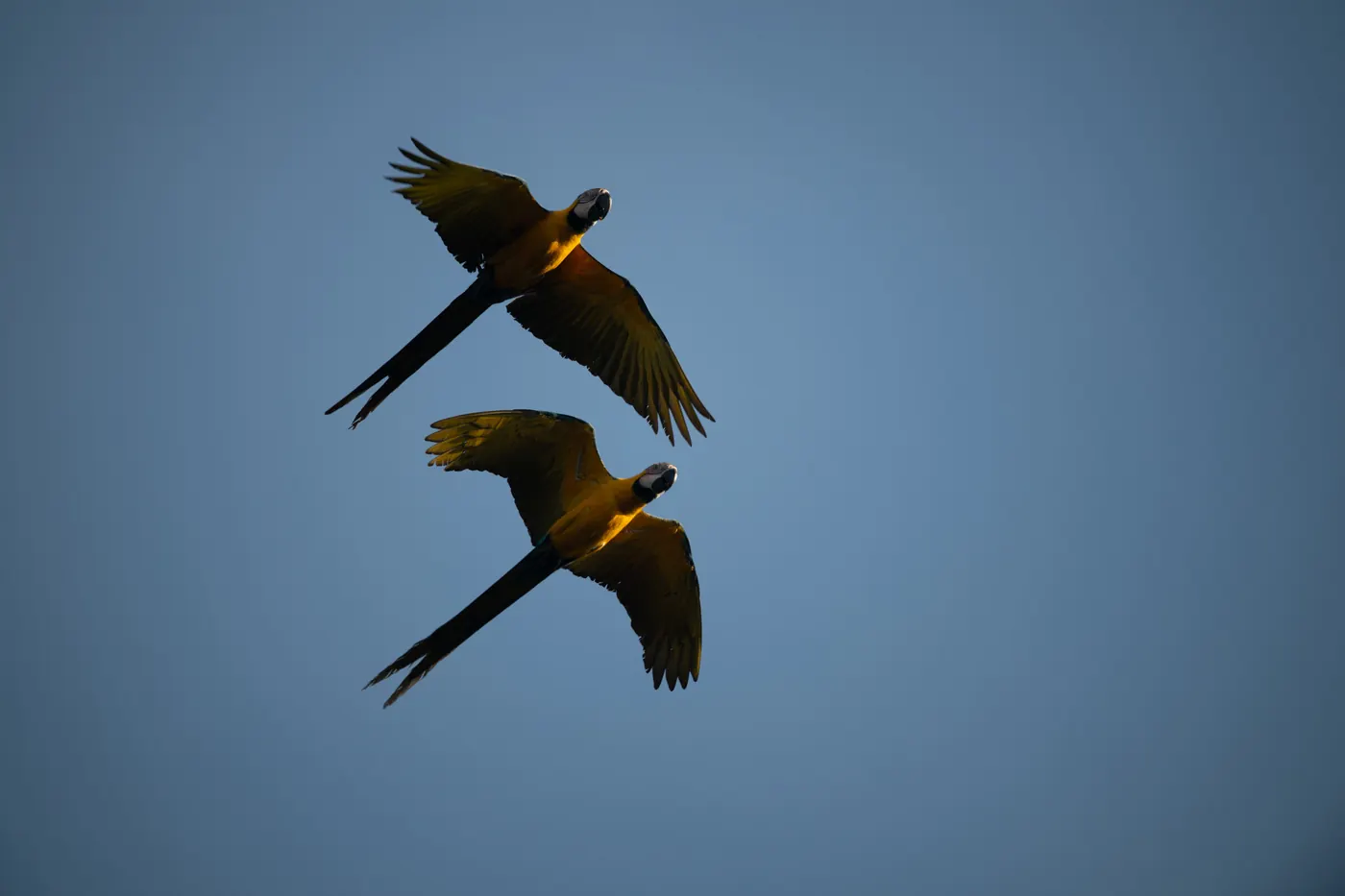 Deux aras bleus et jaunes en vol, vus d’en dessous, sur un ciel bleu.