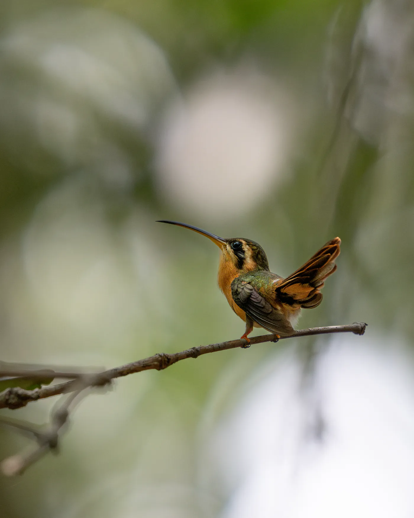 Un colibri roux déploie ses ailes sur une fine branche.