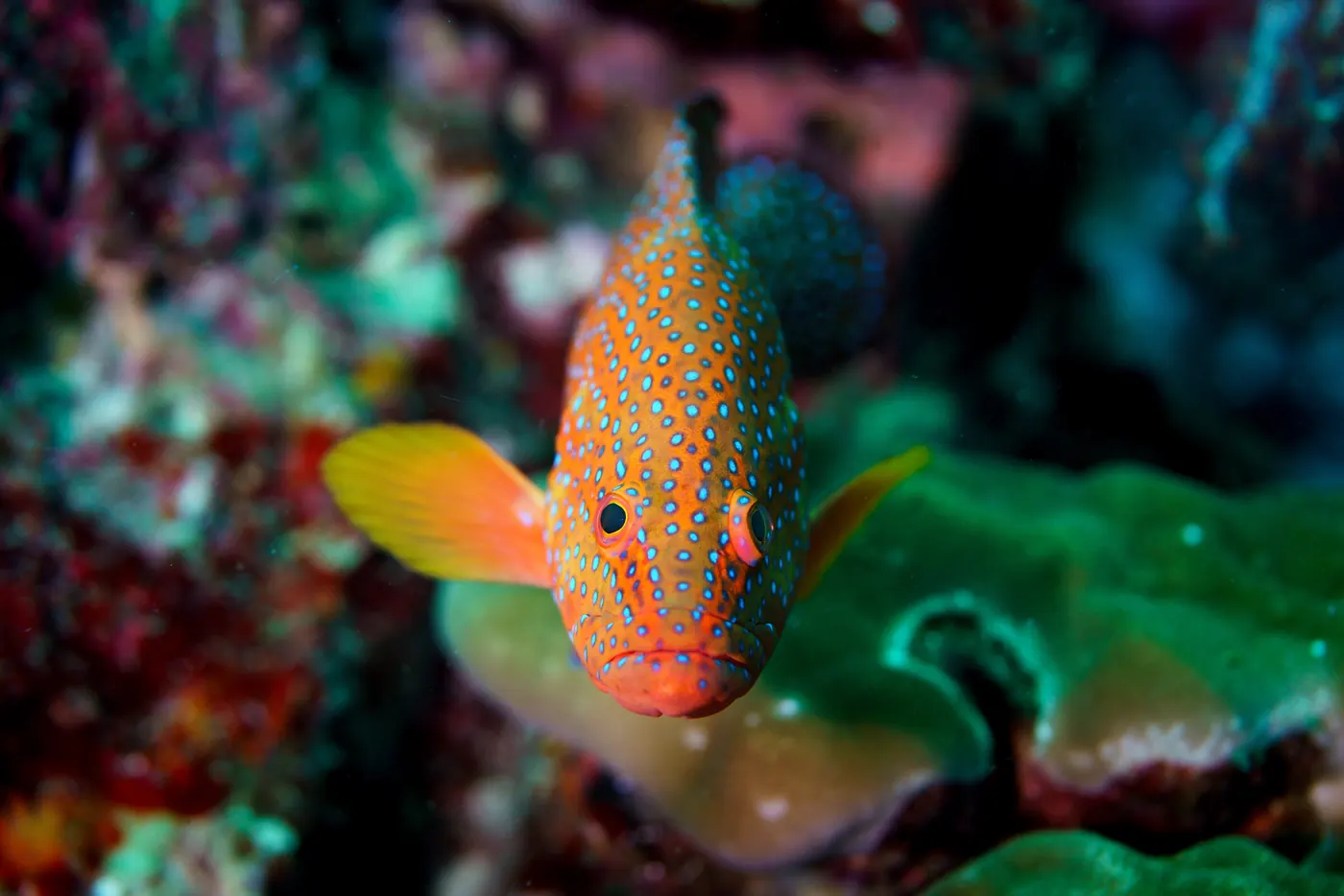 Mérou orange constellé de points bleus, de face, au-dessus du récif.