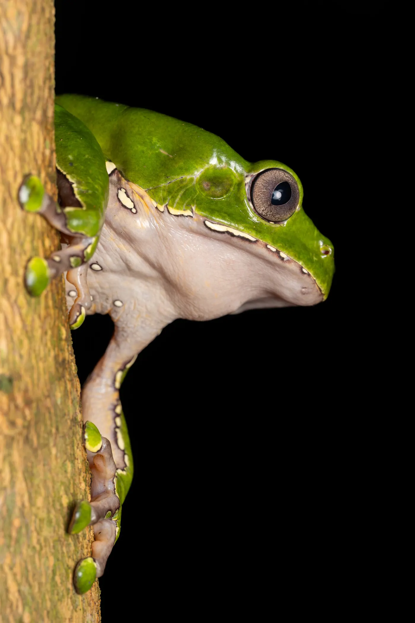 Grande rainette verte agrippée à un tronc, de profil, sur fond noir.