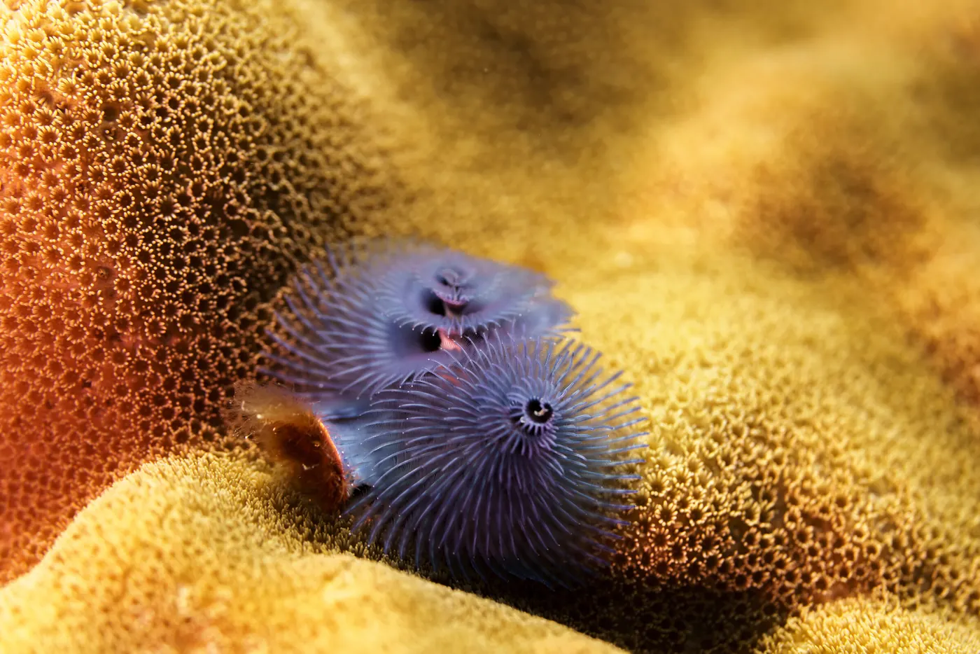 Deux vers arbres de Noël violets déployés sur un corail orangé.
