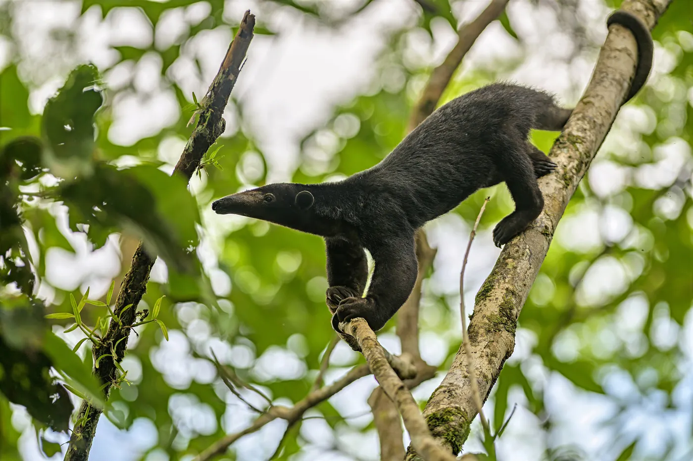 Un tamandua au pelage noir grimpe le long d’une liane, la queue enroulée autour d’une branche.